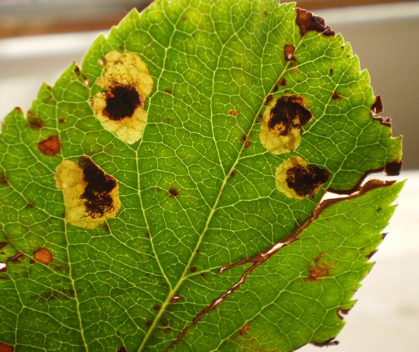 blotch mines are formed