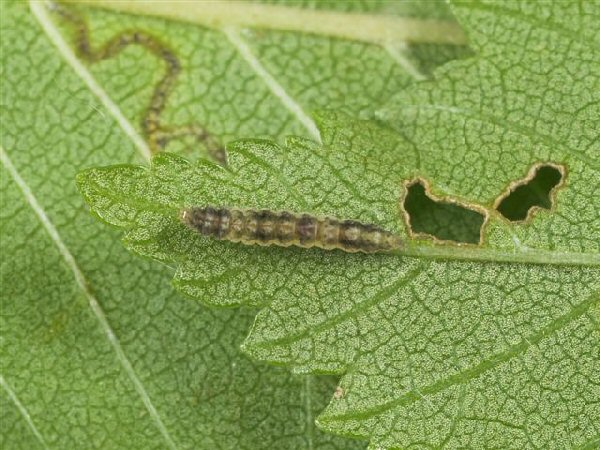 dorsal view of larva