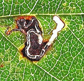 a twisted mine with the characteristic diverticula