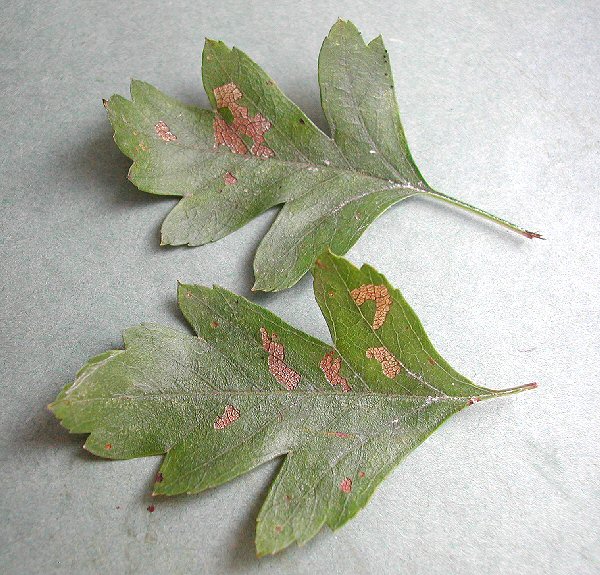 surface grazing by the larva