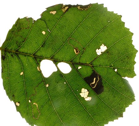 thin galleries are formed