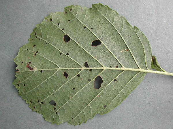 larva feeding on leaf (right top)