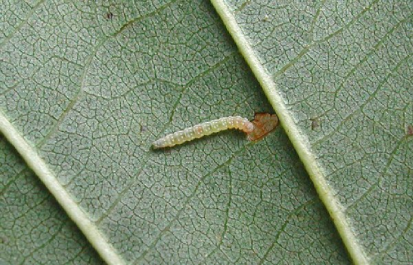 larva