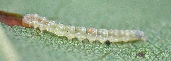 lateral view of larva