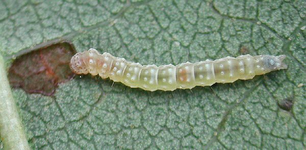 dorsal view of larva
