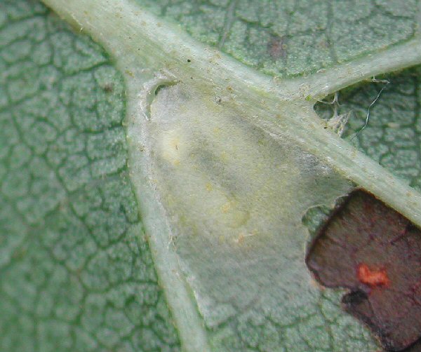 moulting cocoon