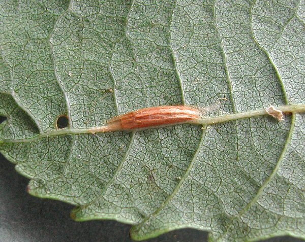 cocoon