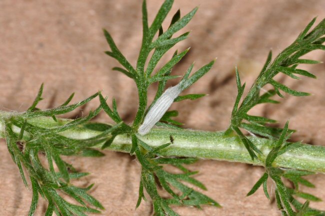 the cocoon is shown