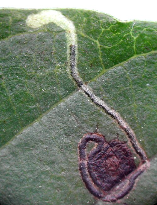 the mine is clearly visble on the upper surface of the leaf