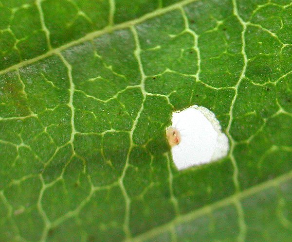 a young larva is shown window feeding