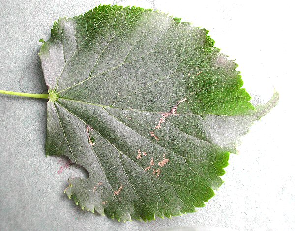 the larva window feeds after leaving the mine