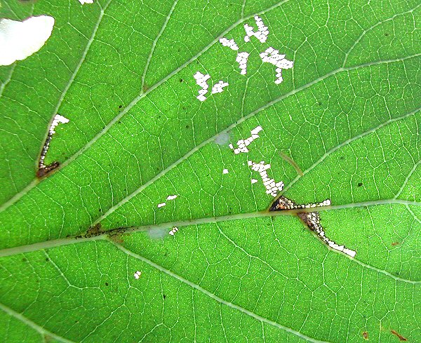 the larva window feeds after leaving the mine