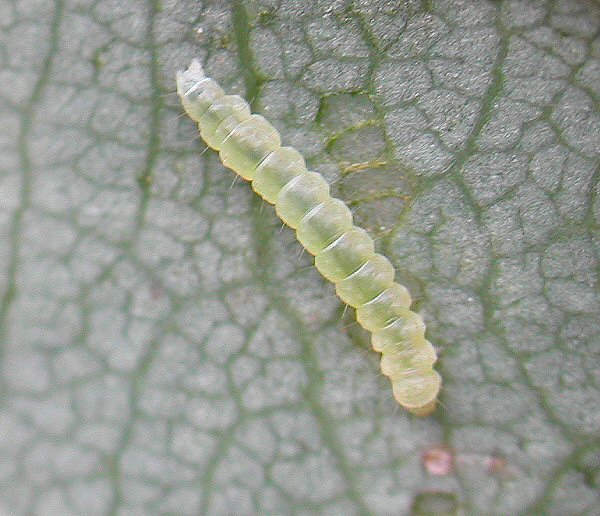 dorsal view of larva