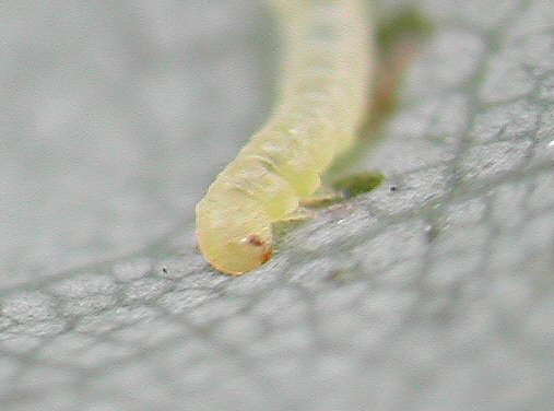 head of larva