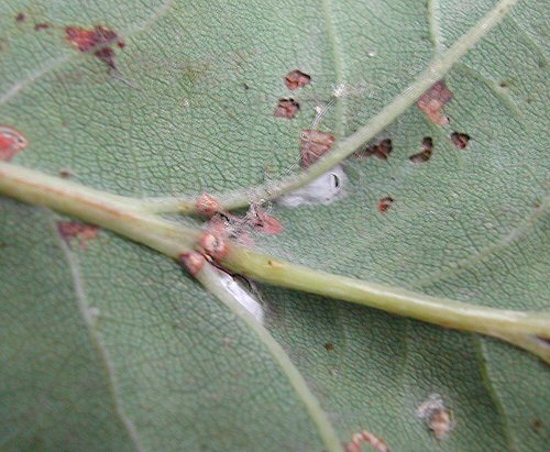 in summer the cocoons are formed on the leaf