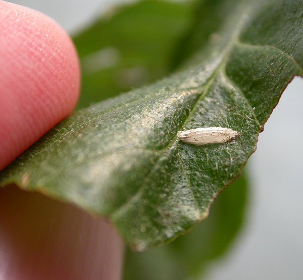 the larvae travel on silken threads to settle on plants to pupate