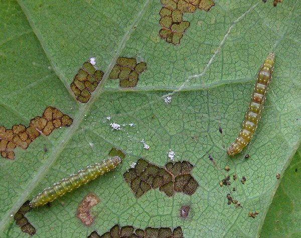 larvae window feeding