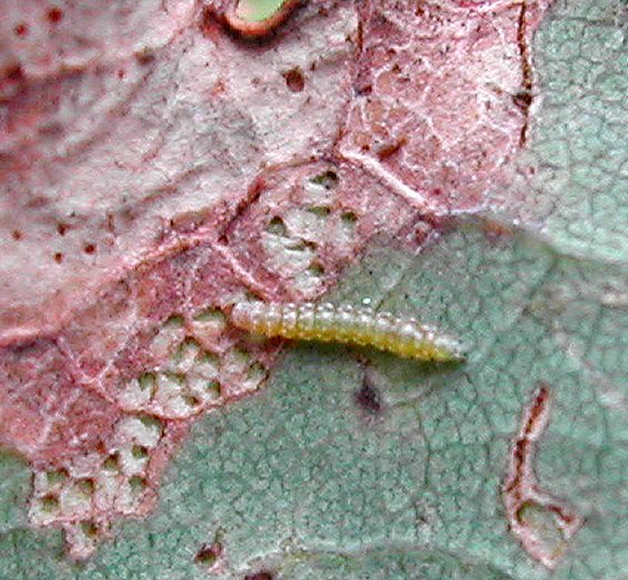 on emergence from the mine the larva window feeds