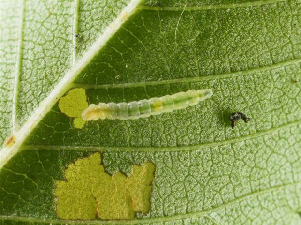 the larva is yellow