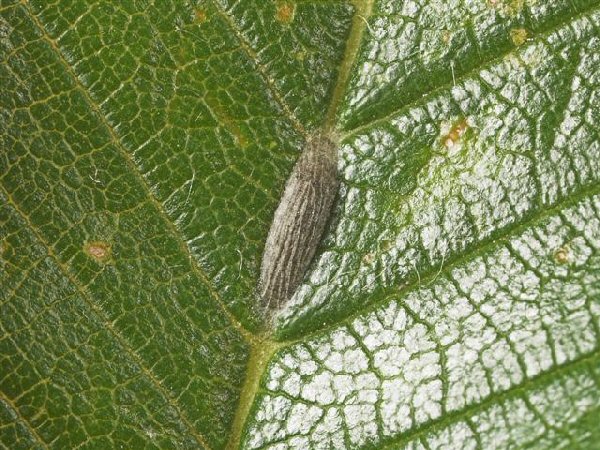 cocoon
