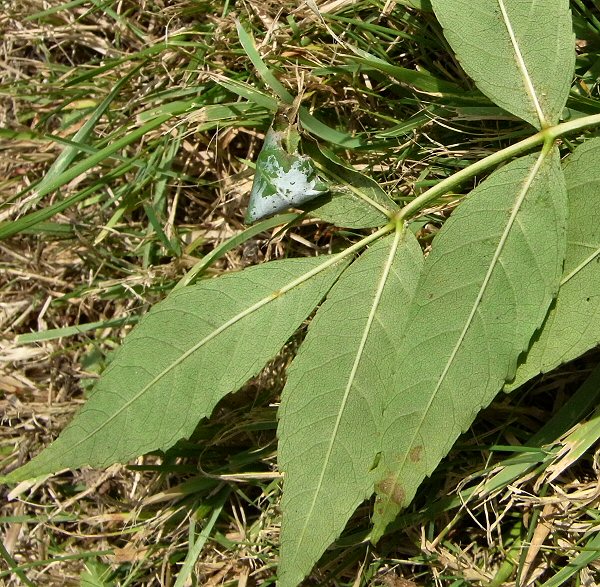 a cone is formed