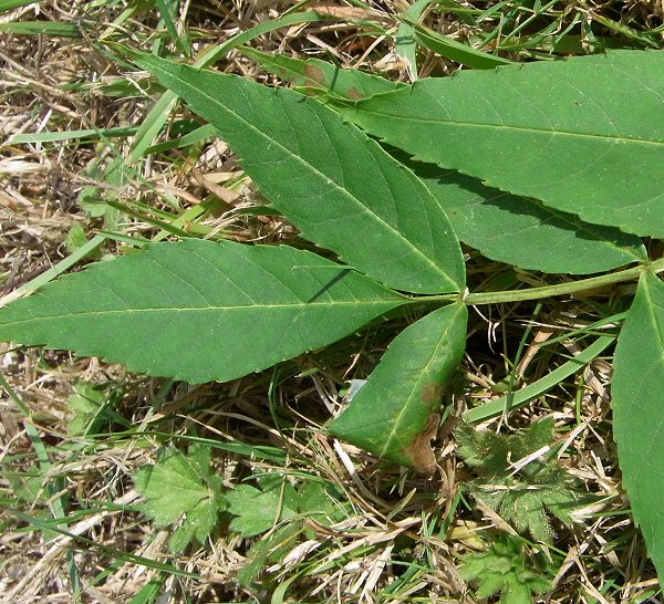 the leaf rolls downwards to form a cone