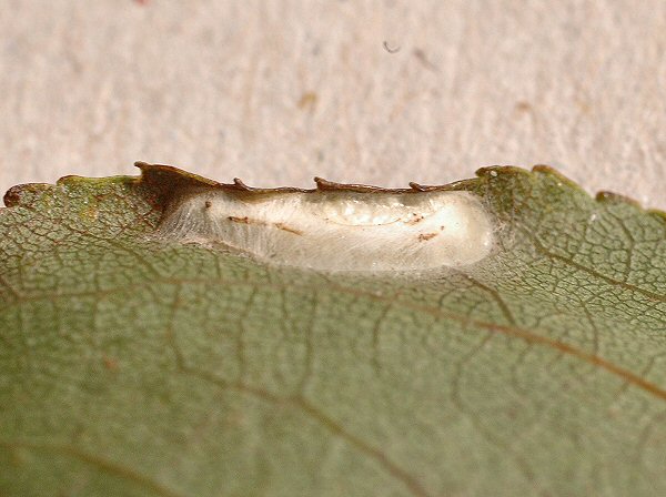 the cocoon is formed under a curled leaf edge