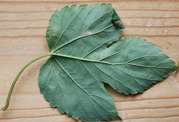 mine and leaf rool underside