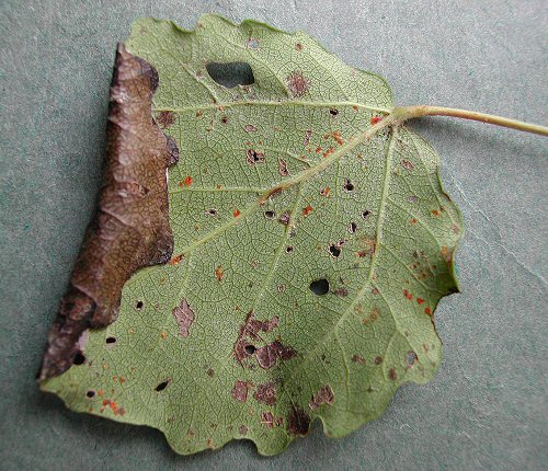 leaf edge folded for pupation