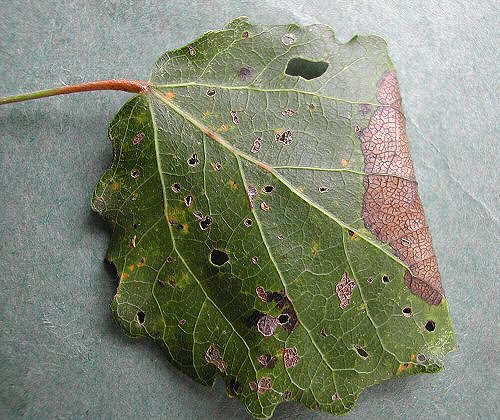 paupation is ain a fold of the leaf (top view seen)