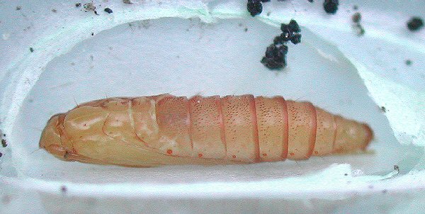 the pupa forms in a cocoon