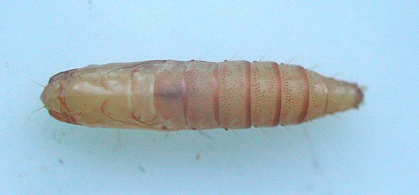dorsal view