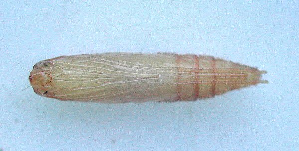 ventral view