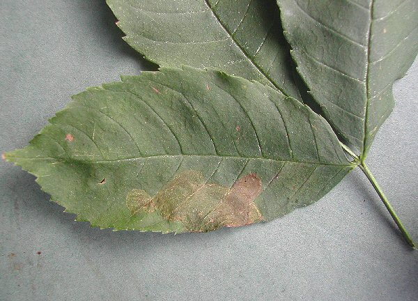 the green blotch mine is in the lower leaf