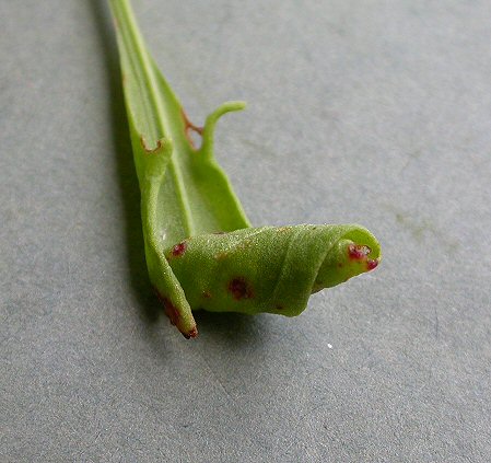the larva forms a cone