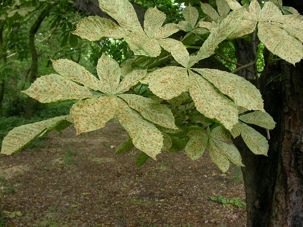leaves can be heavily infested