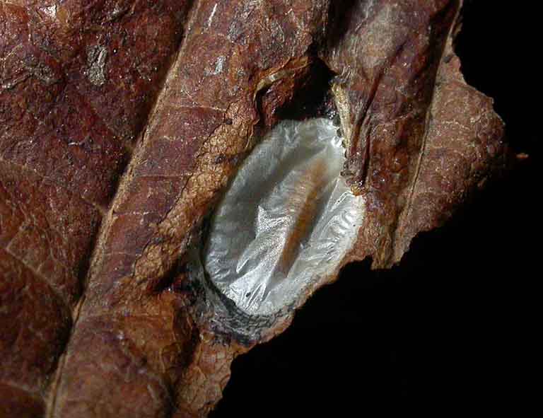 the pupa is in a white cocoon