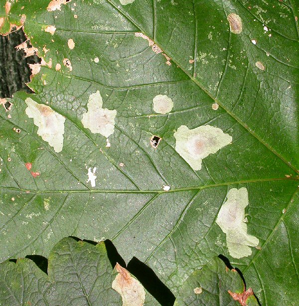 mines on sycamore