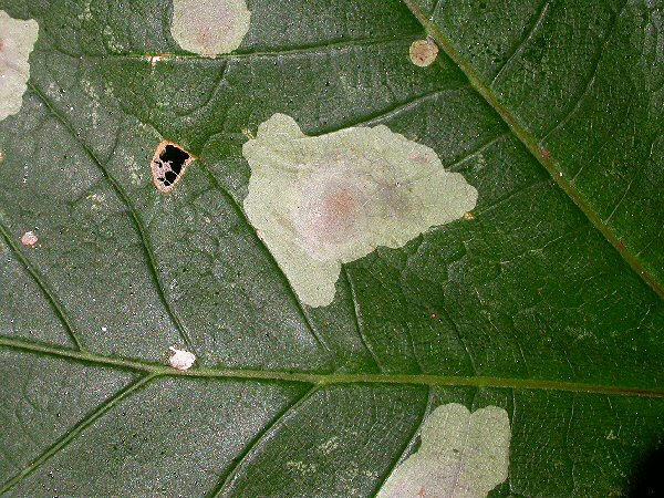 blotch mines on sycamore