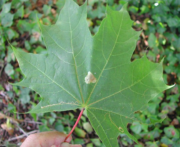 mine on Norway Maple