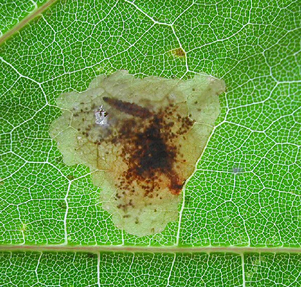larva seen inside the mine