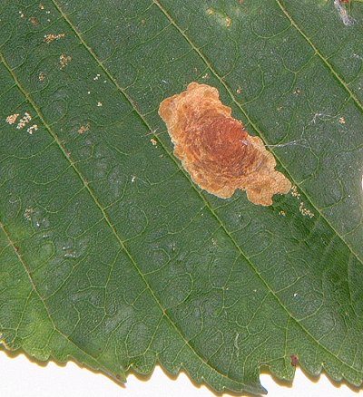 early developing mines have this banded appearance
