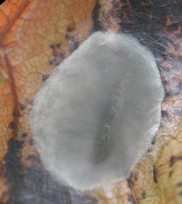 the pupa is in a cocoon in the leaf