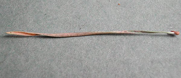 mine develops from base of leaf to tip