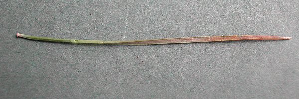 mines form leaf tip to base