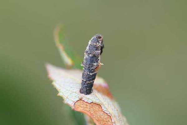 the case is formed from pieces of leaf