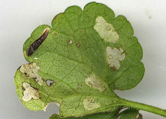 white blotches are made on the leaves