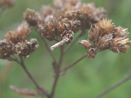 larva feeds on seeds and withering flowers