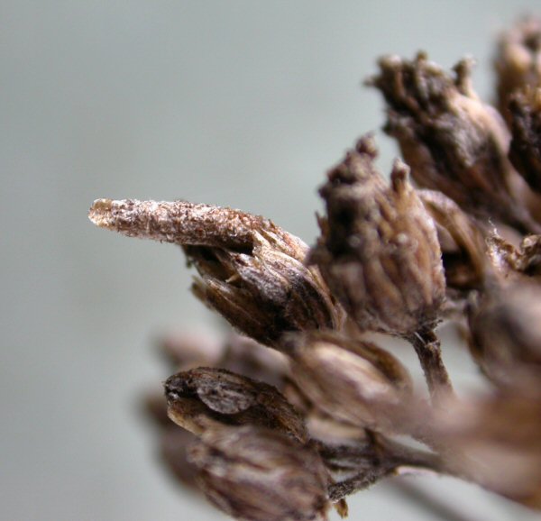larva feeds on seeds and withering flowers