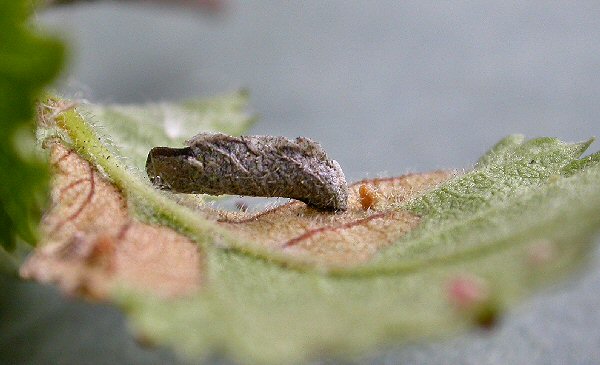 case on Ulmus